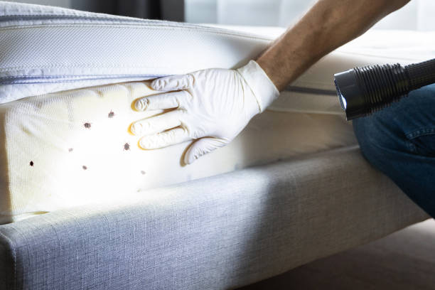 Best Rat Extermination Near Me  in Manito, IL